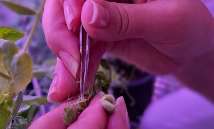    В «Немчиновке» создают новые сорта гороха в условиях искусственного климата