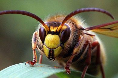 Привет, друзья! С моим покровительством вы можете никогошеньки не бояться! Главное, сами ведите себя правильно...