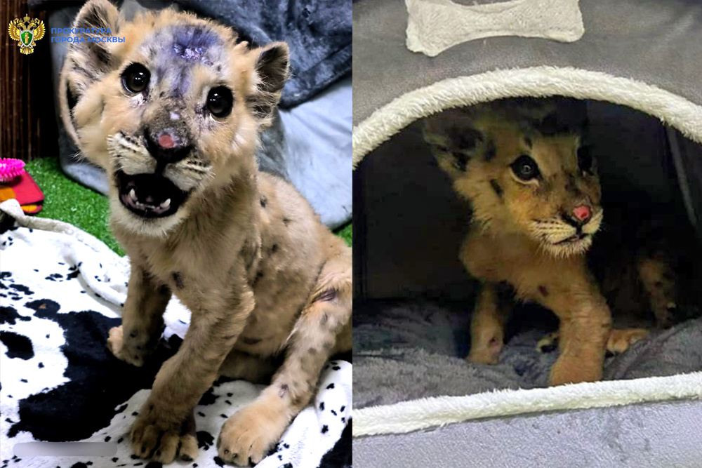    © Официальный канал прокуратуры г. Москвы