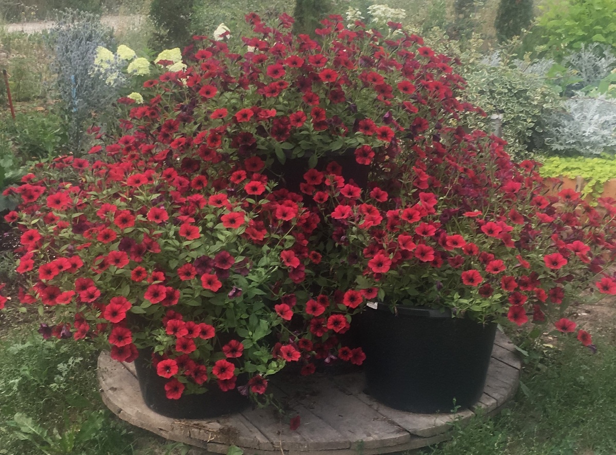 у нас перед домом в июле