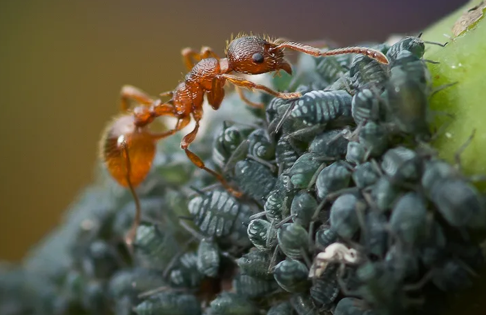 Муравьи и тля