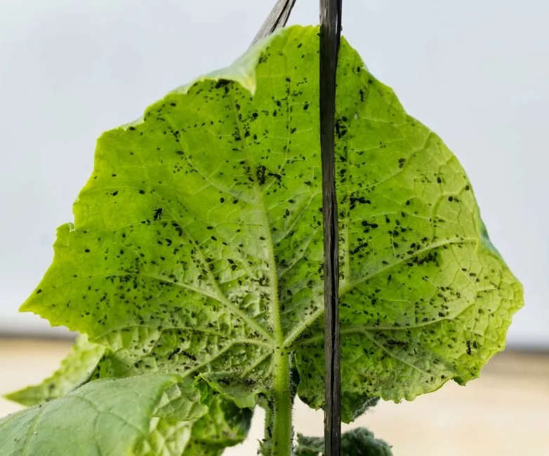 Тля на огурце