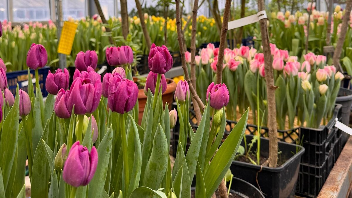    Фото: vk.com/botsad_spb