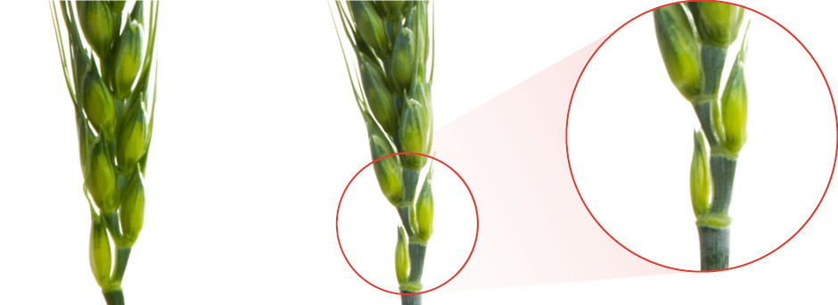 Феразим Грин, 1 л/га                     Феразим, 0,6 л/г                            Редукция колосков в колосе                                 Уменьшение количества редуцированных колосков, Краснодарский край, 2022 г.