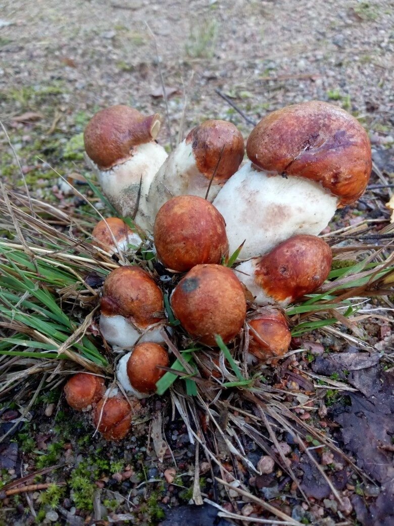 Фото Дениса Харитонова. В наших архивах такого сростка не нашлось. 