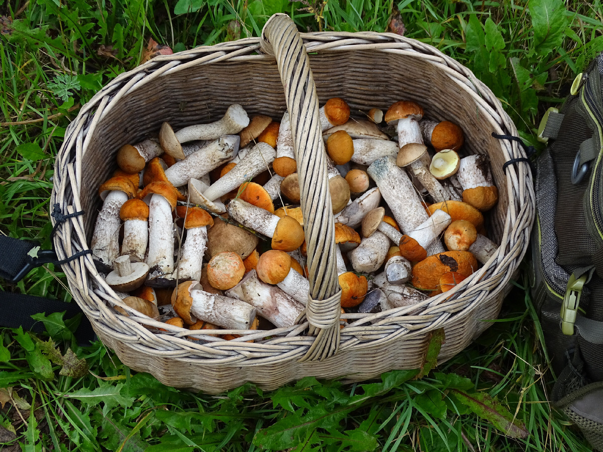 Фото Старого Солдата