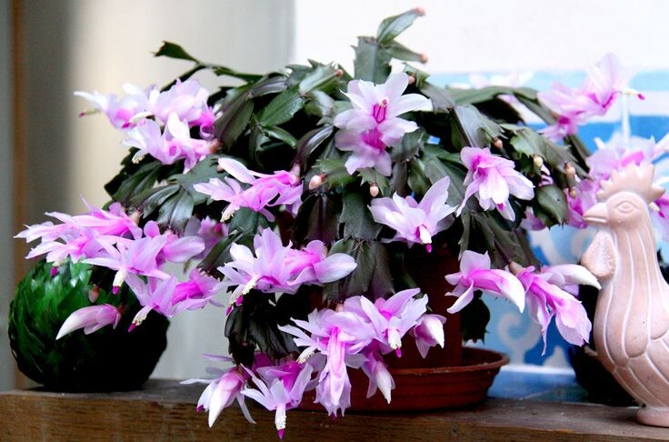 Трачу на декабрист копейки на удобрения, а цветёт он у меня самый первый, и цвет держится целый месяц