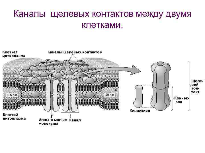 Схема щелевых контактов