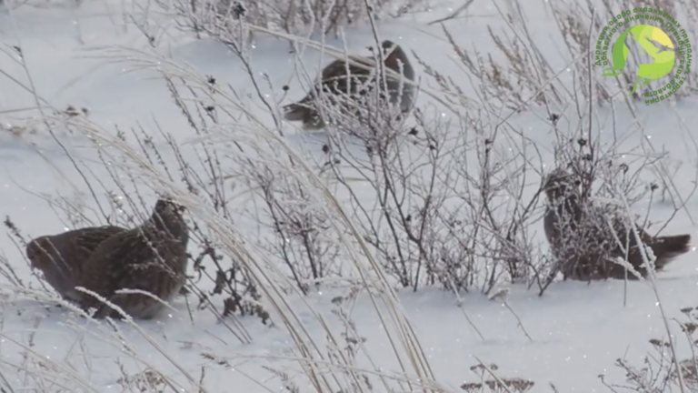    Куропатки «рассекают» бескрайние заснеженные просторы в заказнике «Губерлинские горы» Кристина Просвиркина