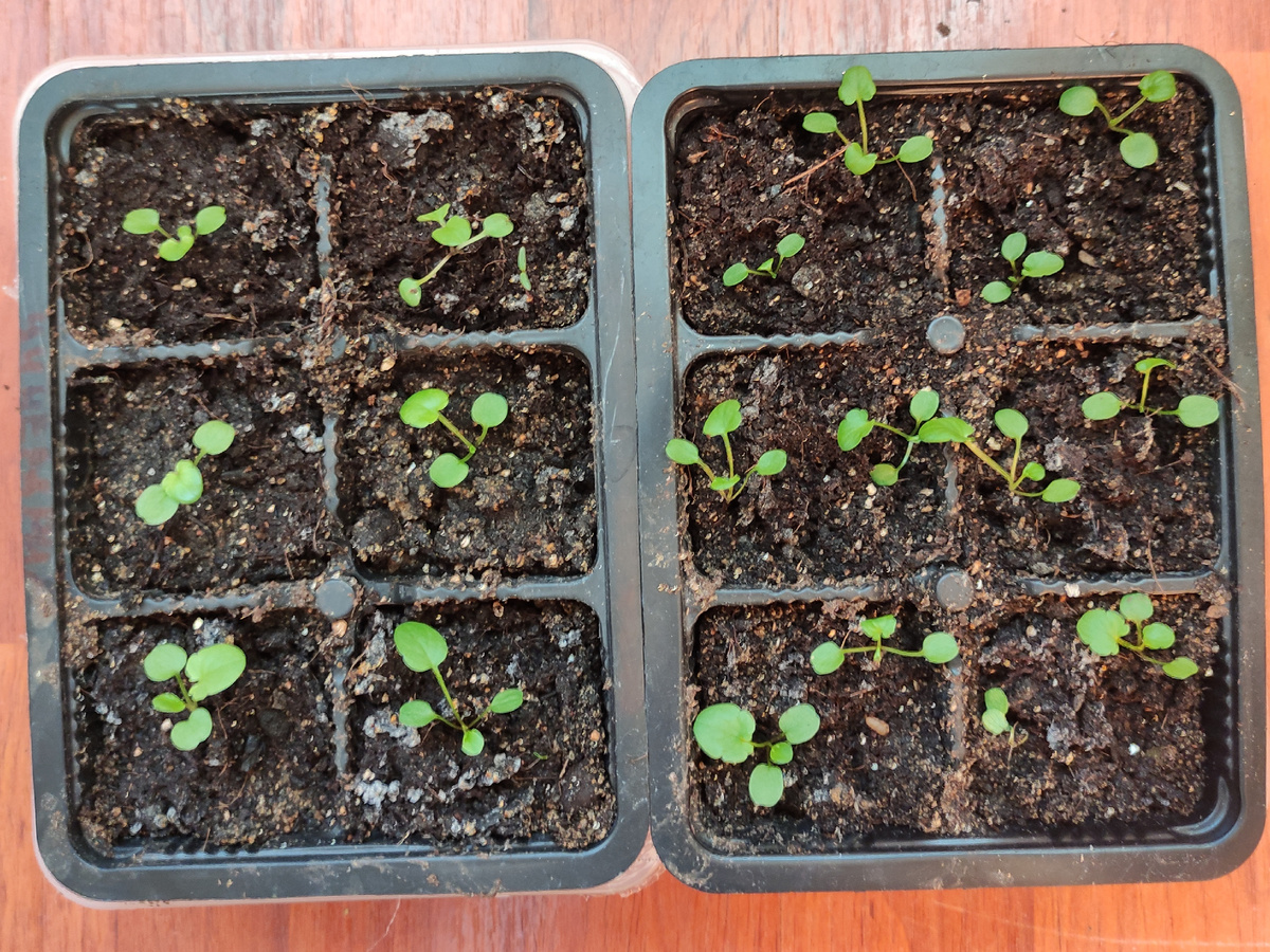 Таких кассет около 10)))