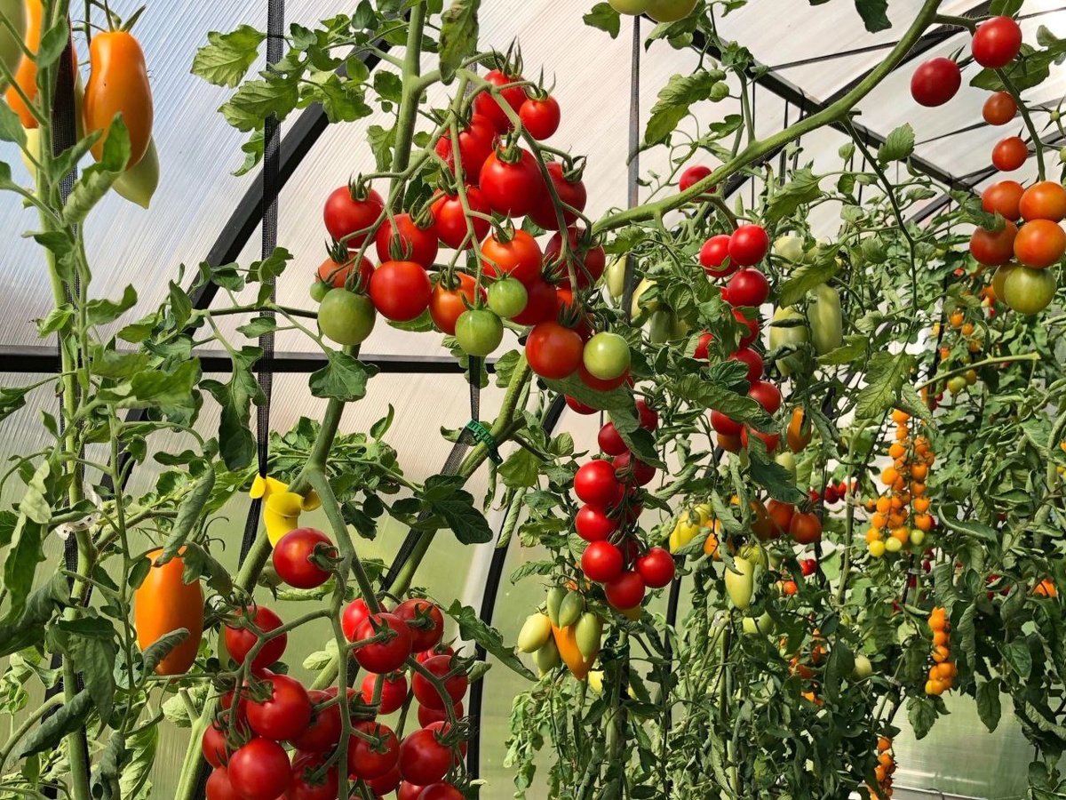 Фото нашего эксперта Натальи Ванюшиной