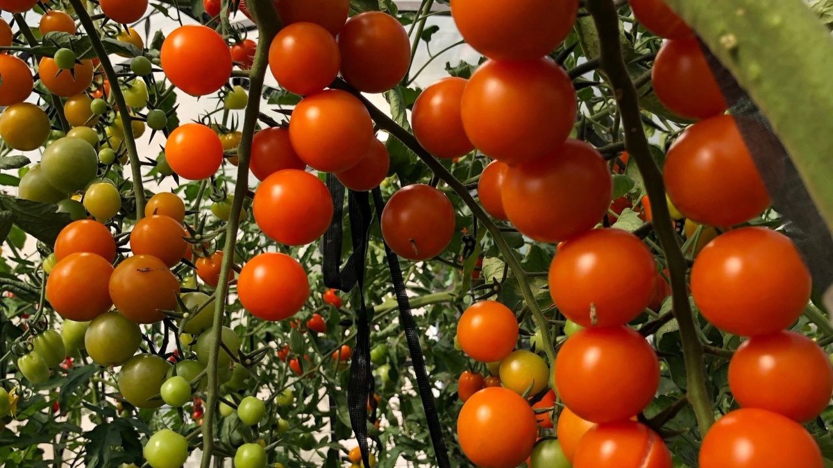 Фото нашего эксперта Натальи Ванюшиной