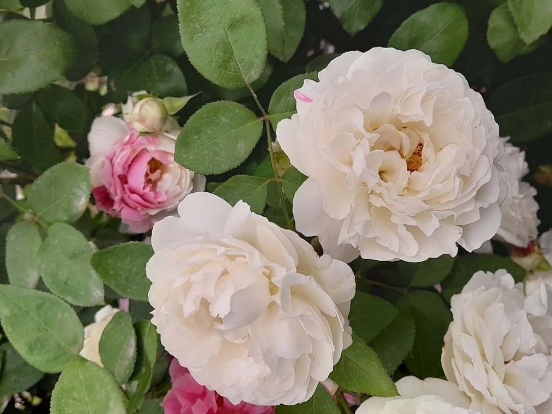 Winchester Cathedral, Austin, 1988, английские розы - иногда уходит в реверс (проявляет материнсий спорт розы Mary Rose)