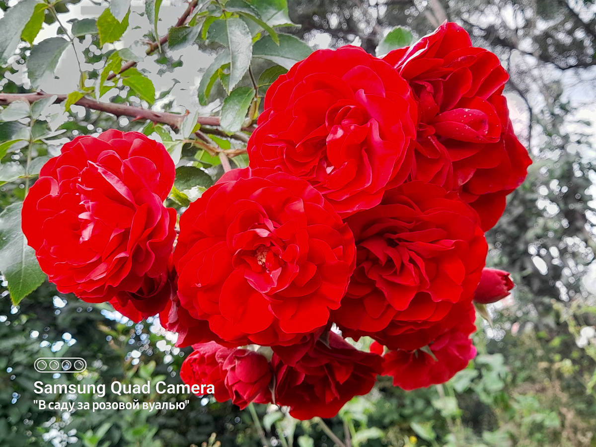 Amadeus®, Kordes, 2003, клаймберы