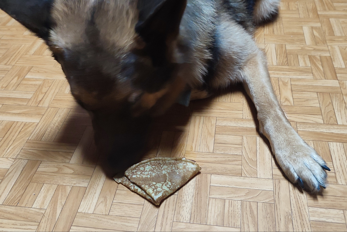 А это завтракает Бос, ему даже лень поднять свою пятую точку с пола 😊