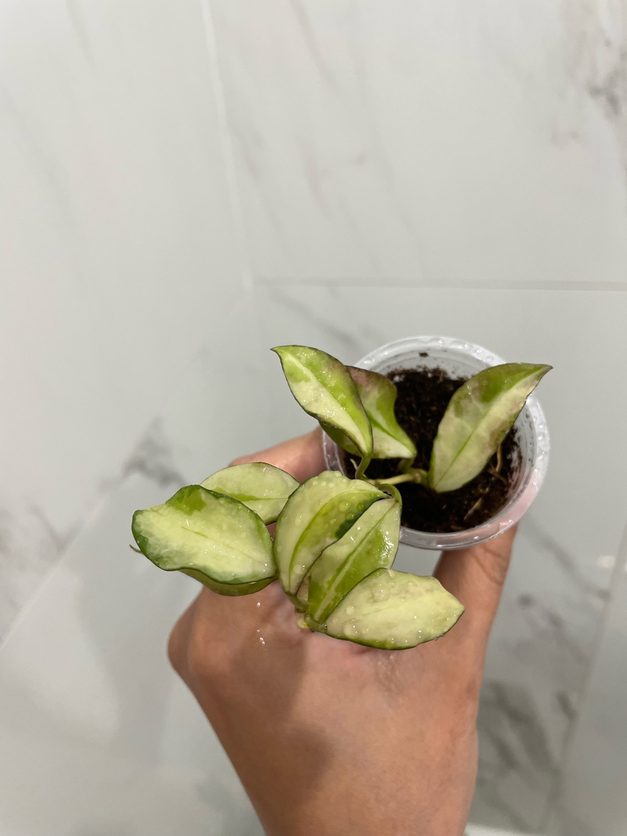 Хойя Валлиниана Вариегатная (май, 2024 год)