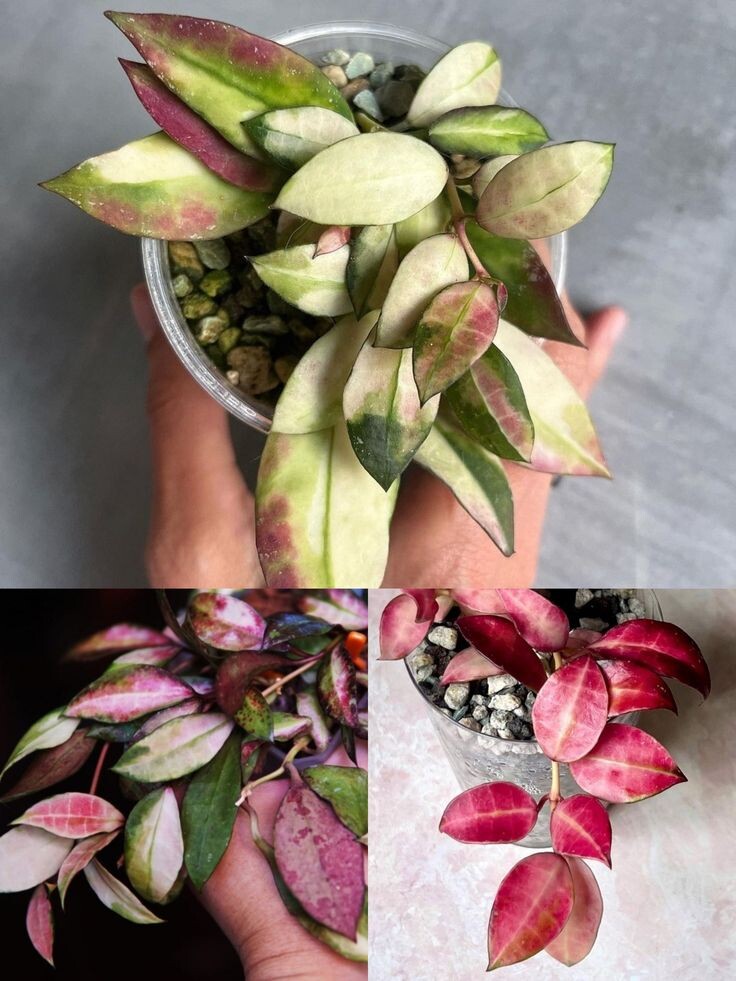 Хойя Валлиниана Вариегатная с загаром (фото интернет)