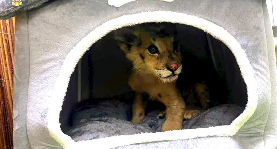    Пресс-служба прокуратуры Москвы