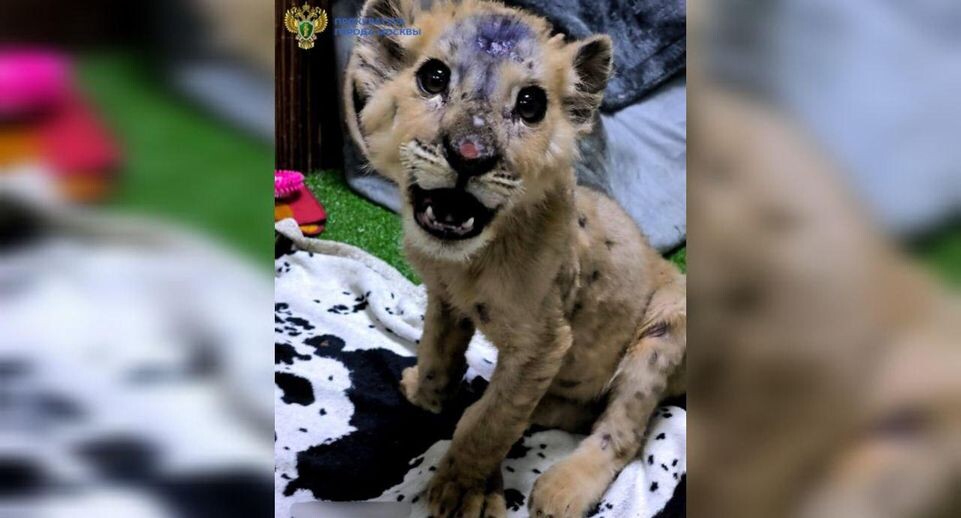     Пресс-служба прокуратуры Москвы