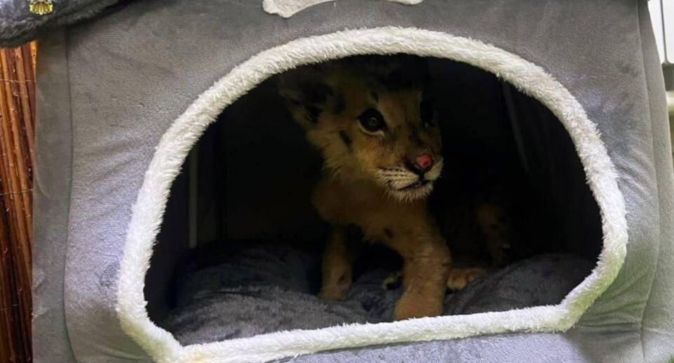     Пресс-служба прокуратуры Москвы