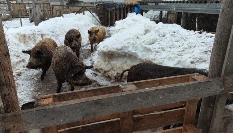    Свиновода с мангалицами в СНТ оштрафовали и запретили деятельность