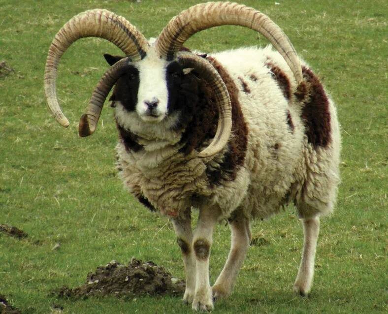 Фото из интернета.