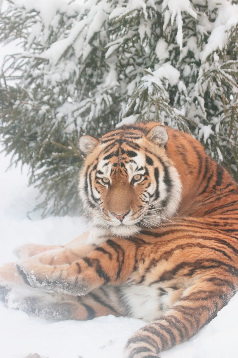 Фото Ленинградского зоопарка.