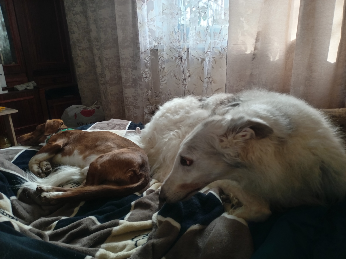 Лёг на хвост Толяна.