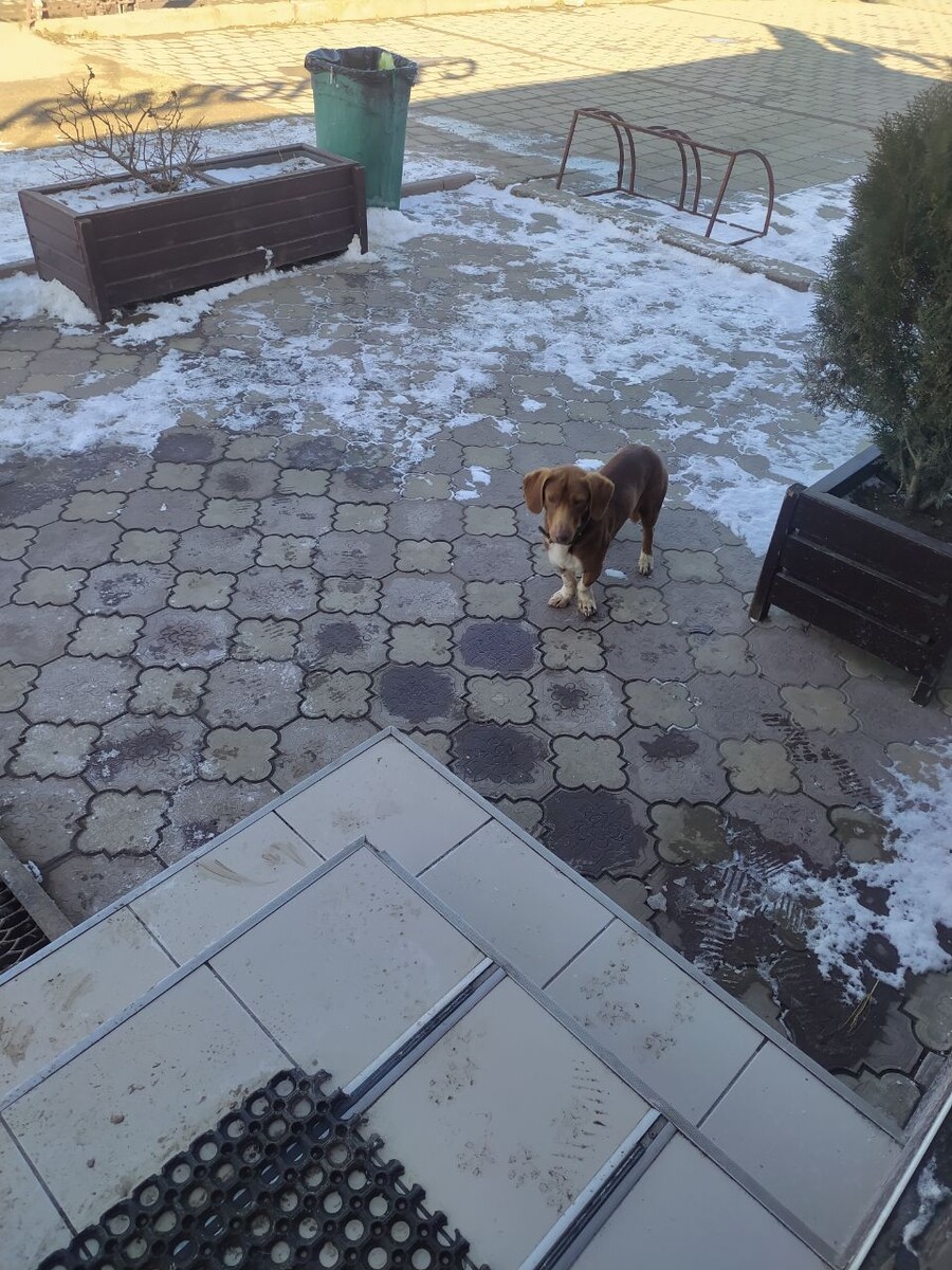 Замороженный потеряшка. 