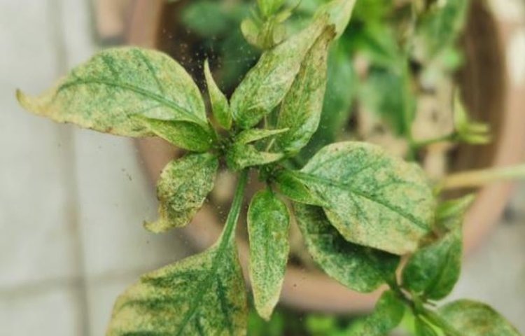    Как вывести паутинного клеща на комнатных растениях без агрохимии