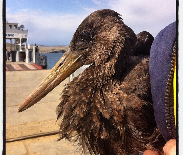 Иркутский турист на Байкале спас раненого чёрного аиста