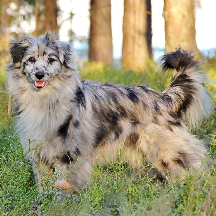 У пиренейской овчарки есть две разновидности — длинношерстная и гладкошёрстная (с короткой шерстью на морде, что делает её похожей на терьера).