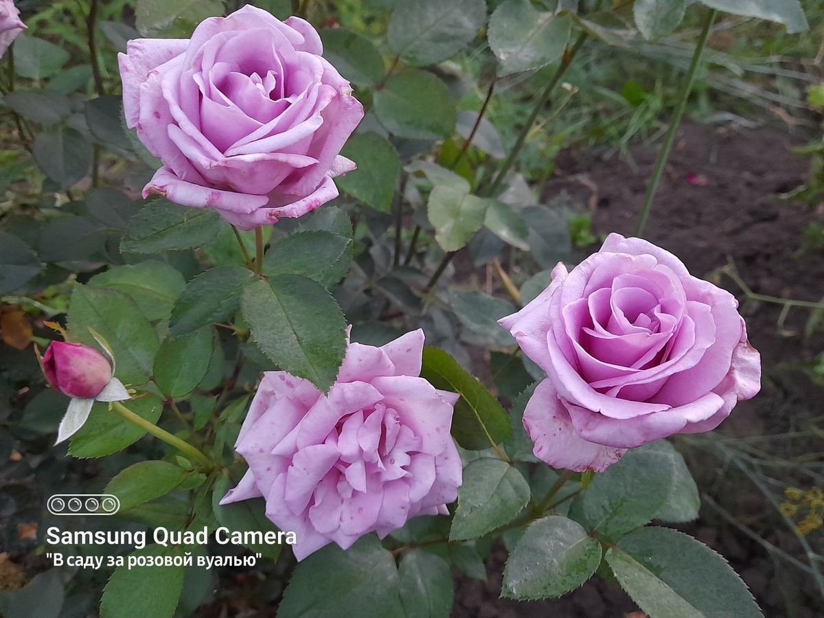 Indigoletta, Van de Laak, 1981, клаймберы 