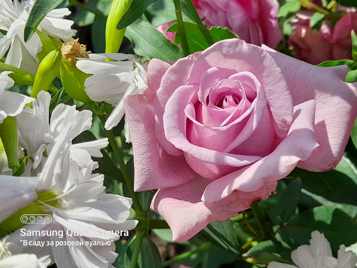 Indigoletta, Van de Laak, 1981, клаймберы 