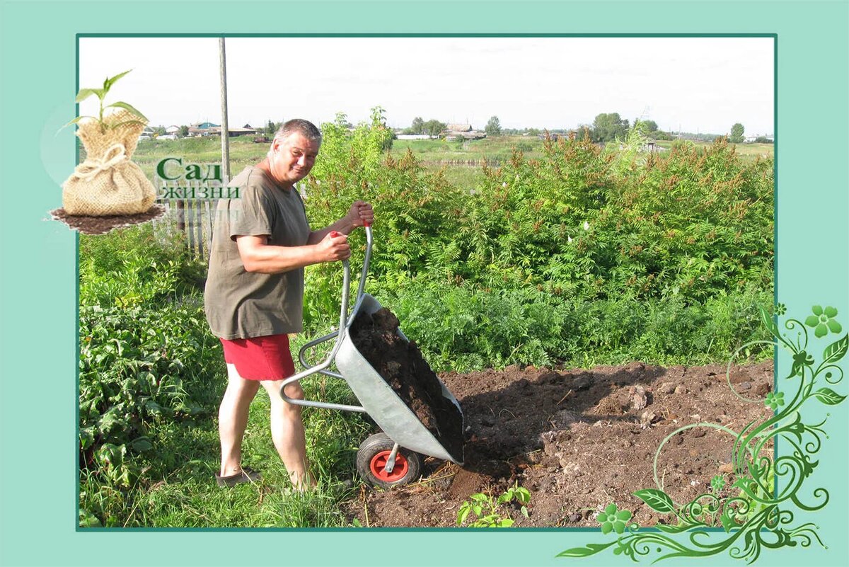 Участок под капусту готовлю с осени.