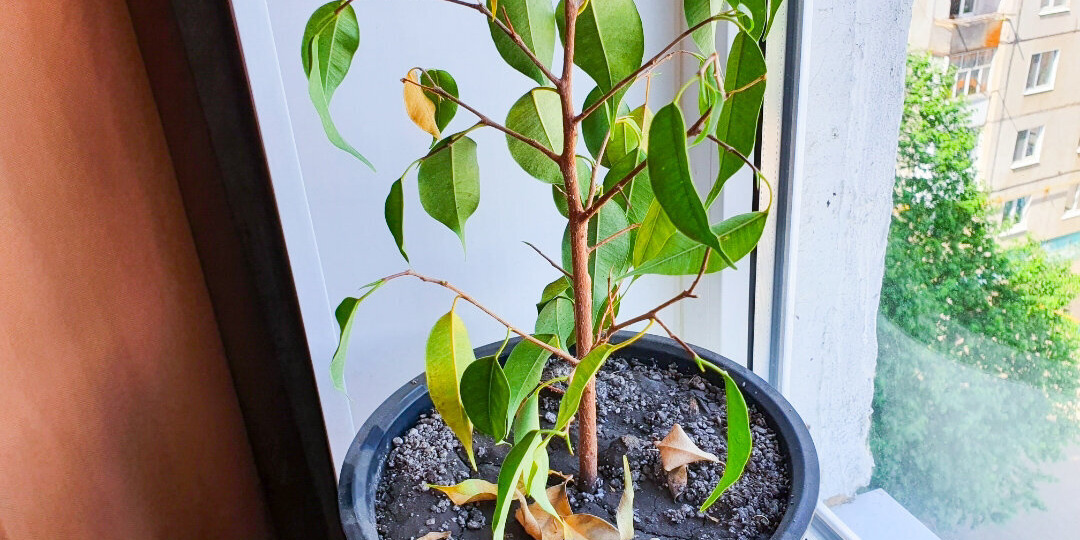 Кофейную гущу не выбрасываю, а использую её для подкормки фикуса. Он на раз-два начинает выпускать новые листья