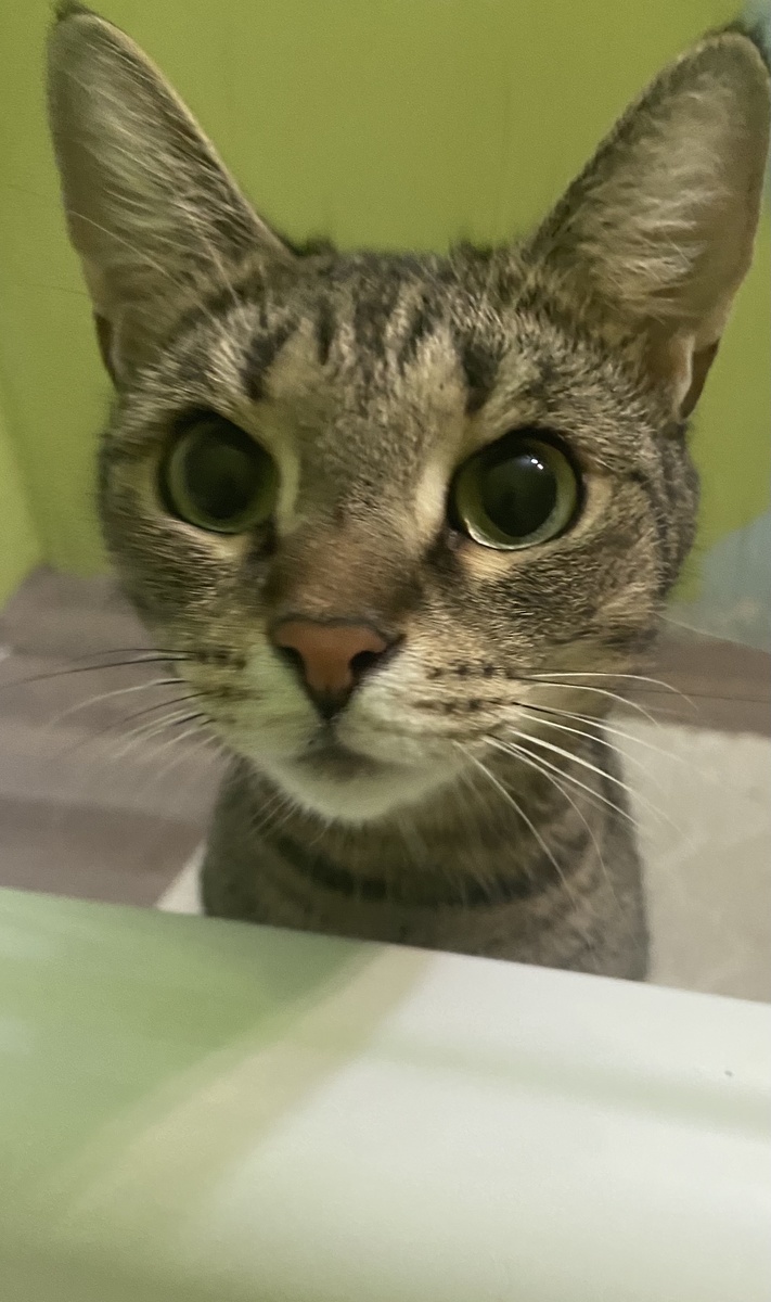 Результат отсутствия замков на дверях. Нежданный гость в ванной