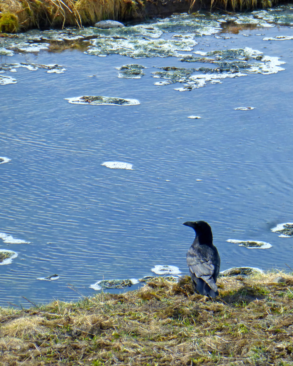 Ворон ловит насекомых.