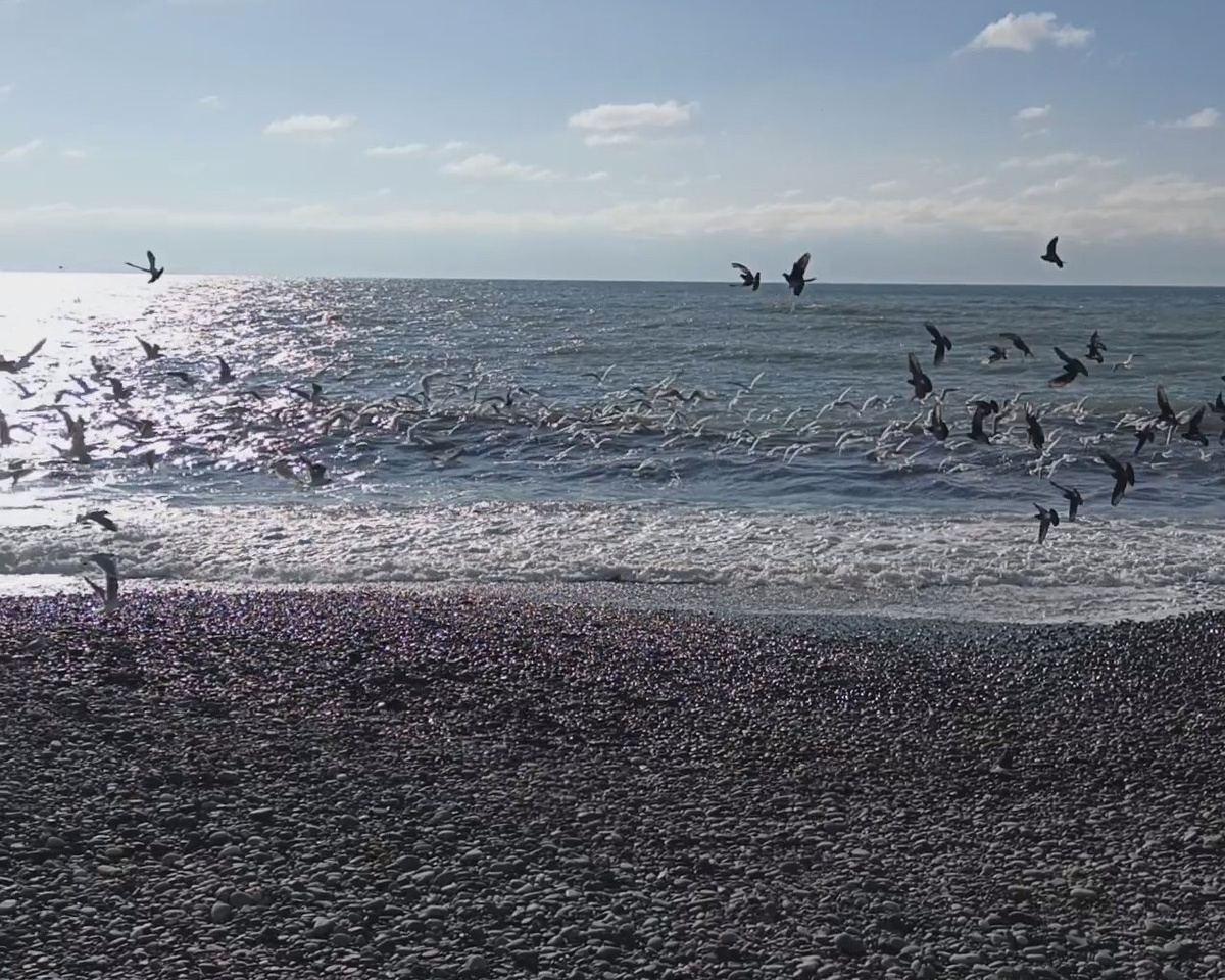 Адлер, пляж "Чайка", февраль 2025 года