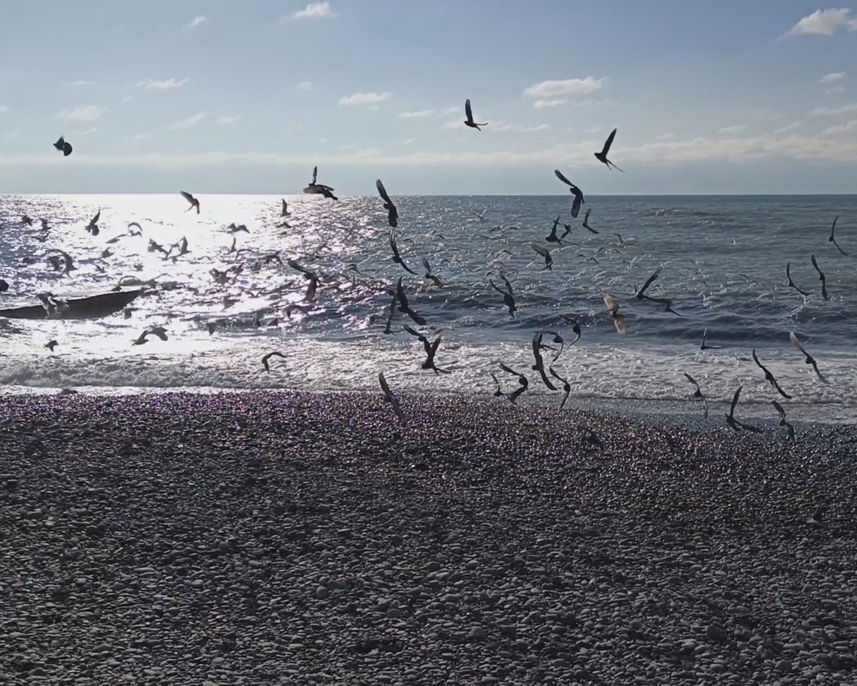 Адлер, пляж "Чайка", февраль 2025 года