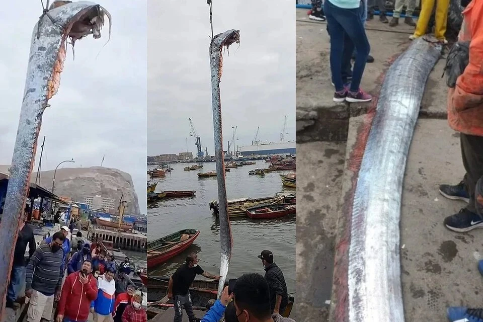 В 2023г. в акватории Тайваня дайверы обнаружили Сельдяного короля, изрешеченного акулами Фото: соцсети