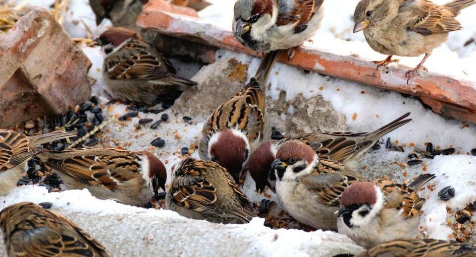    Комитет лесного хозяйства Московской области