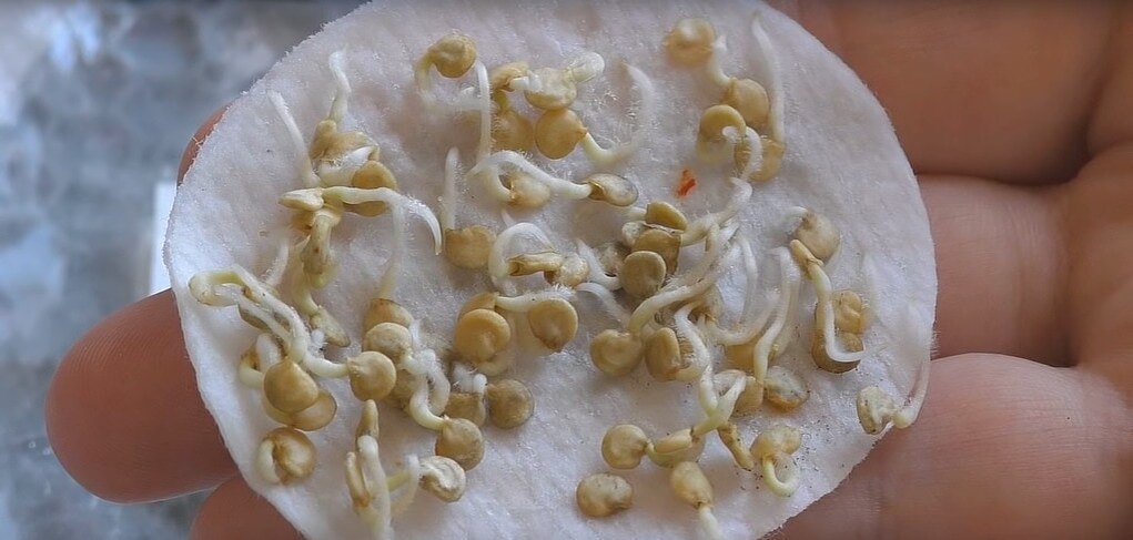 Проросшие семена перца.