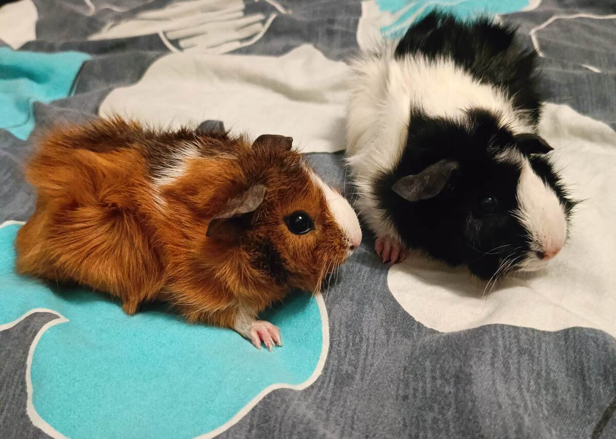 Мои "заморские" свинки.