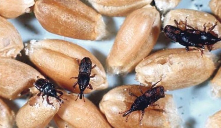    Самые распространенные вредители зерна на хранении и способы их ликвидации