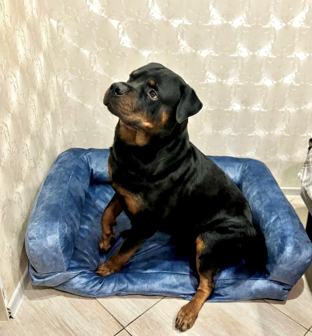 Лежанки для собак под цвет дивана | БЕЛФАН