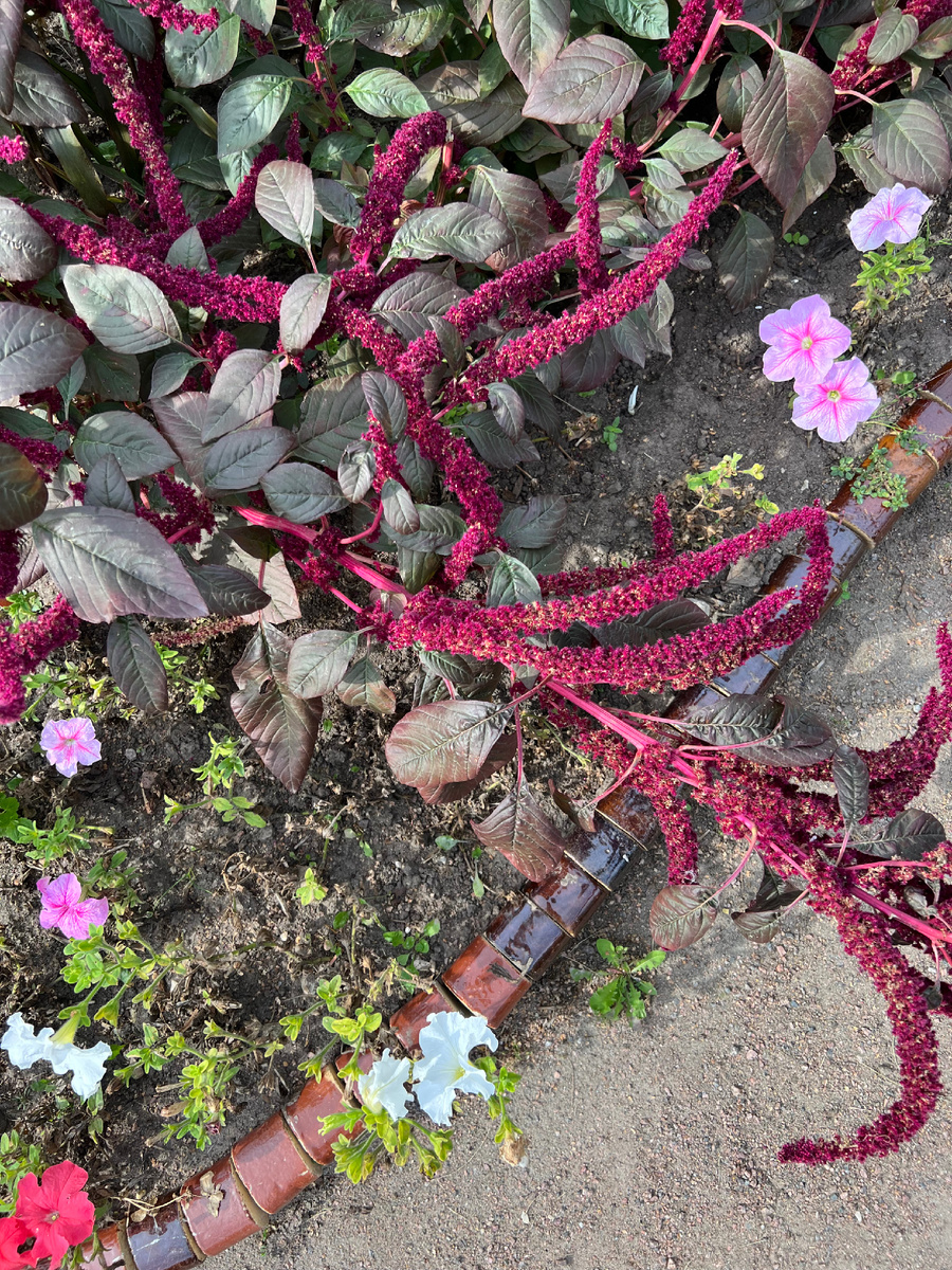 Амарант цветет