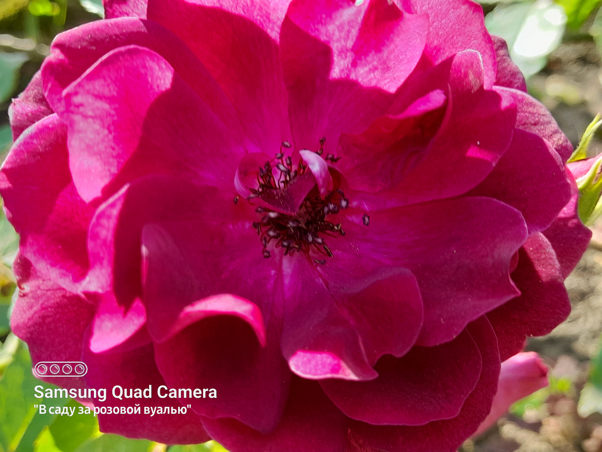 Burgundy Ice, Edgar Norman Swane, США, 1998, флорибунда