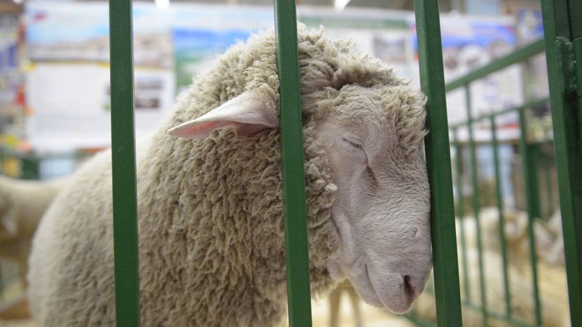    Фото: Вечерняя Москва