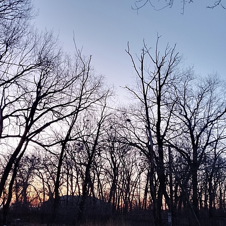 Рассвет за деревьями (сегодня)